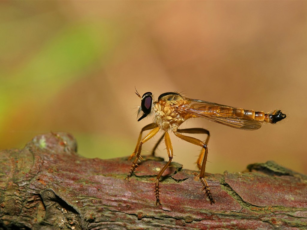 Papel tapiz de insectos # - 1024x768