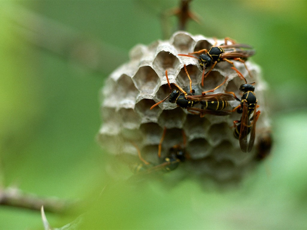 Papel tapiz de insectos # - 1024x768