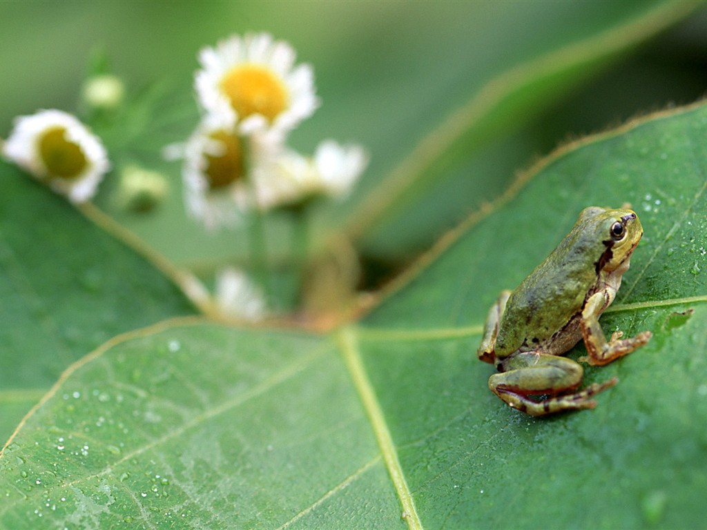 Papier peint des insectes # - 1024x768