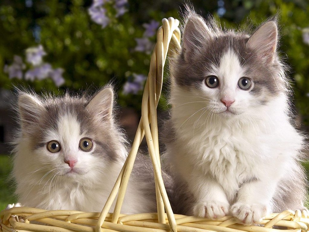Animal Wallpaper Collection (2) #6 - 1024x768