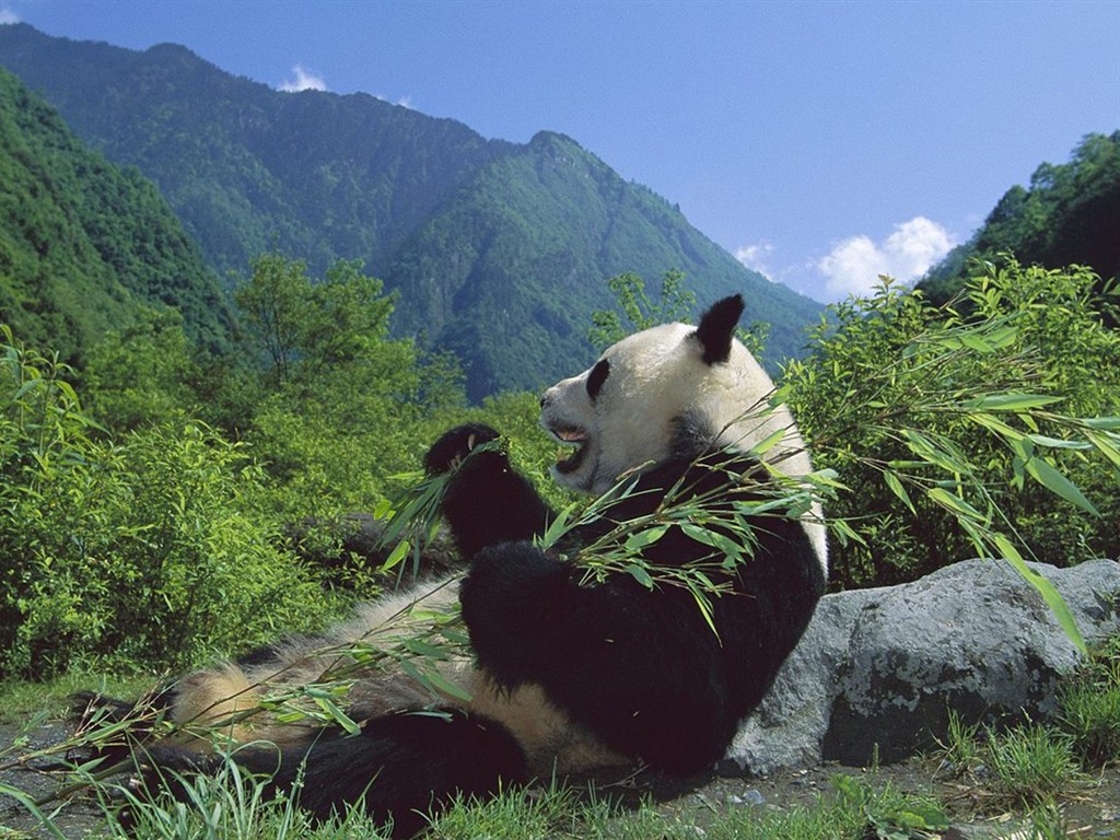 動物壁紙合集(二) #38 - 1024x768