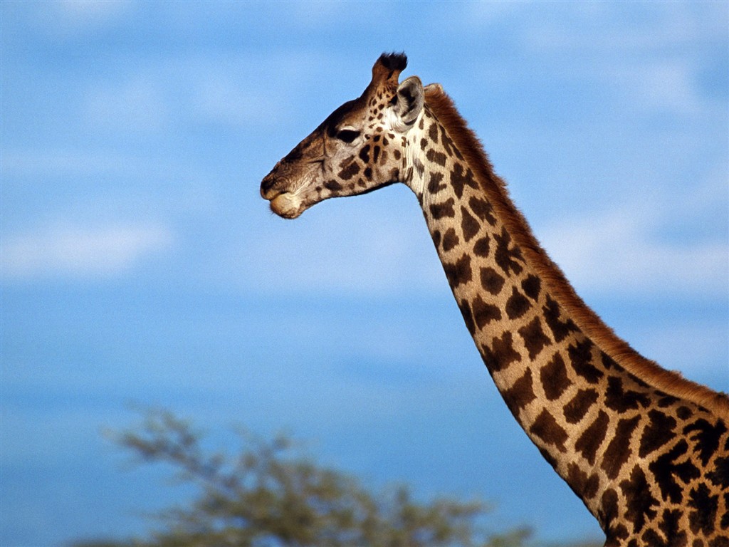 動物壁紙合集(三) #30 - 1024x768