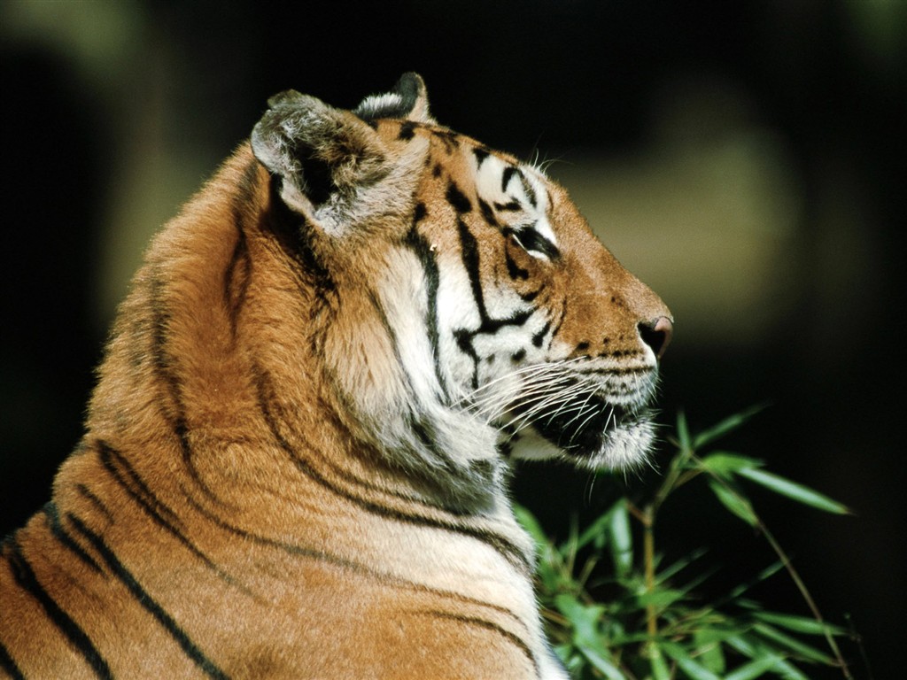 Animal Wallpaper Collection (3) #36 - 1024x768