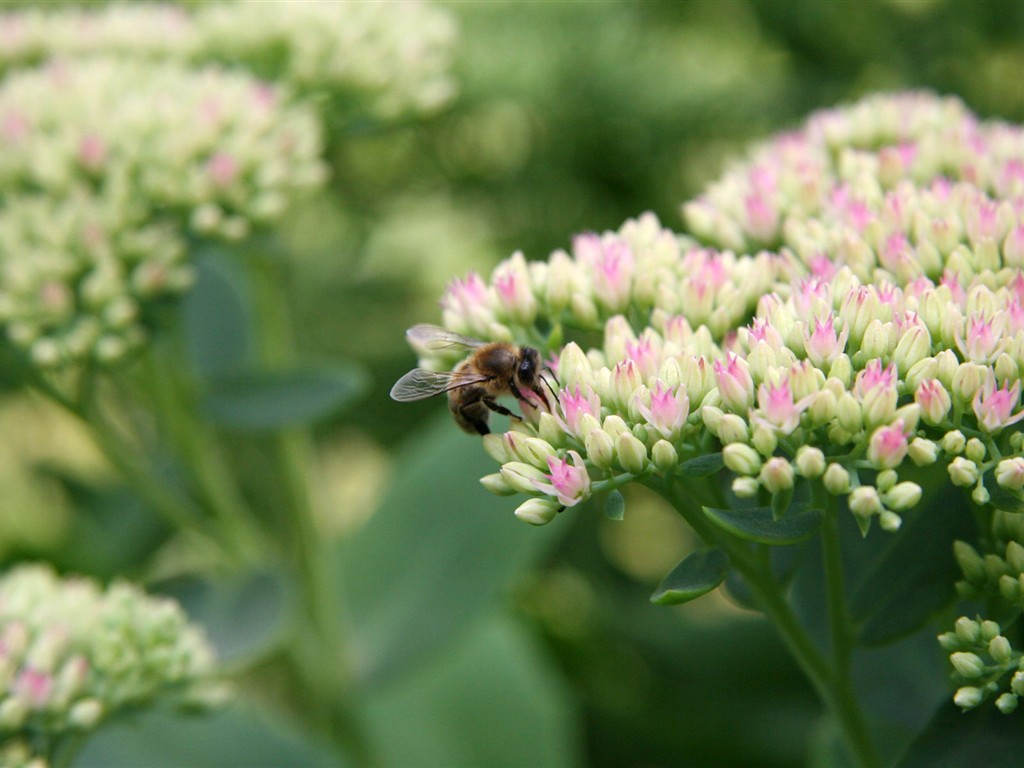 Láska Bee květin tapety (1) #6 - 1024x768