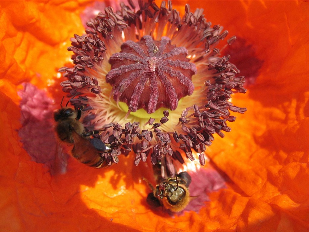 Láska Bee květin tapety (1) #15 - 1024x768