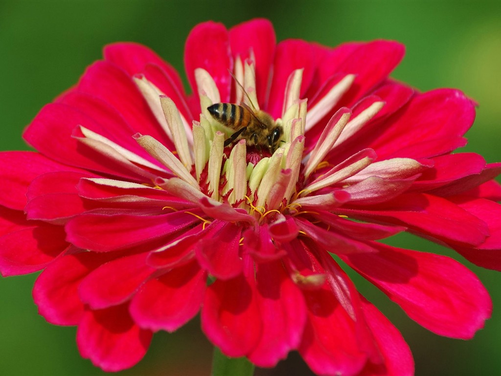 Love Bee Flower wallpaper (2) #6 - 1024x768