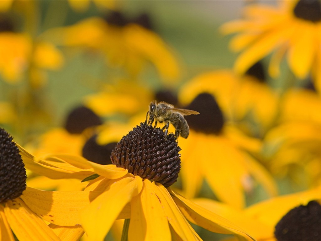 Love Bee Flower wallpaper (2) #8 - 1024x768