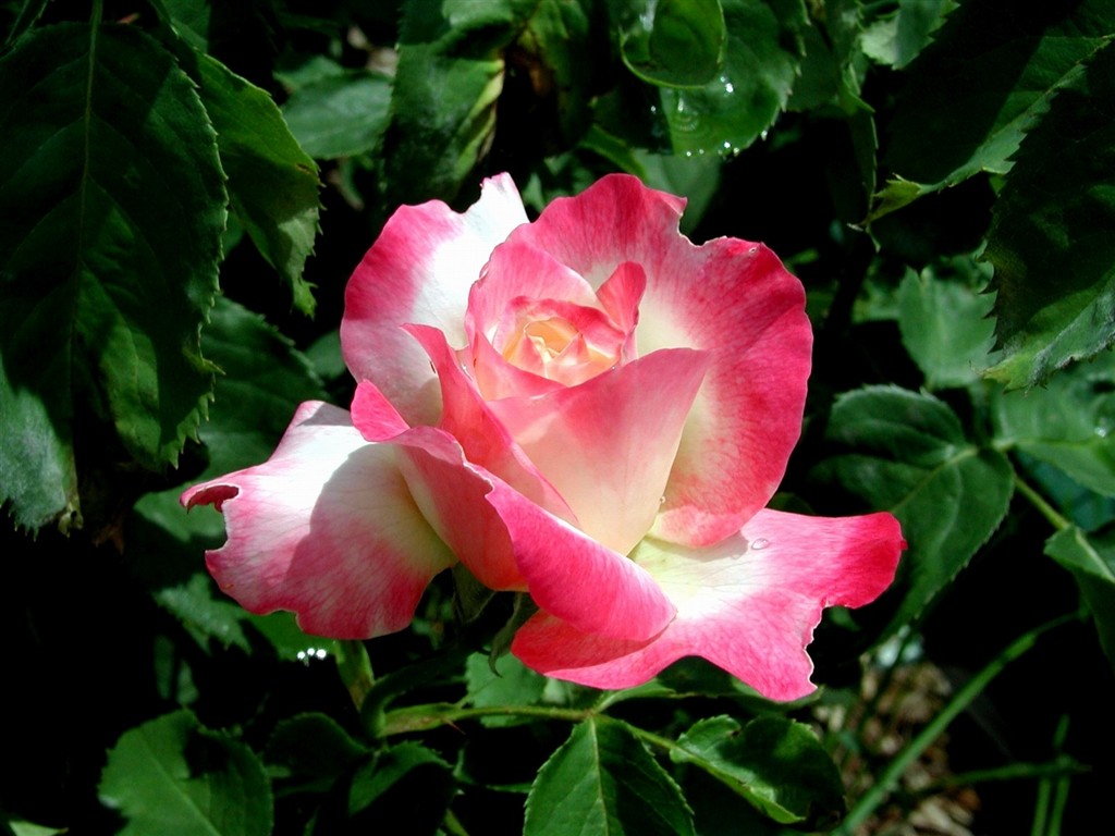 Rose foto super tapetu #15 - 1024x768