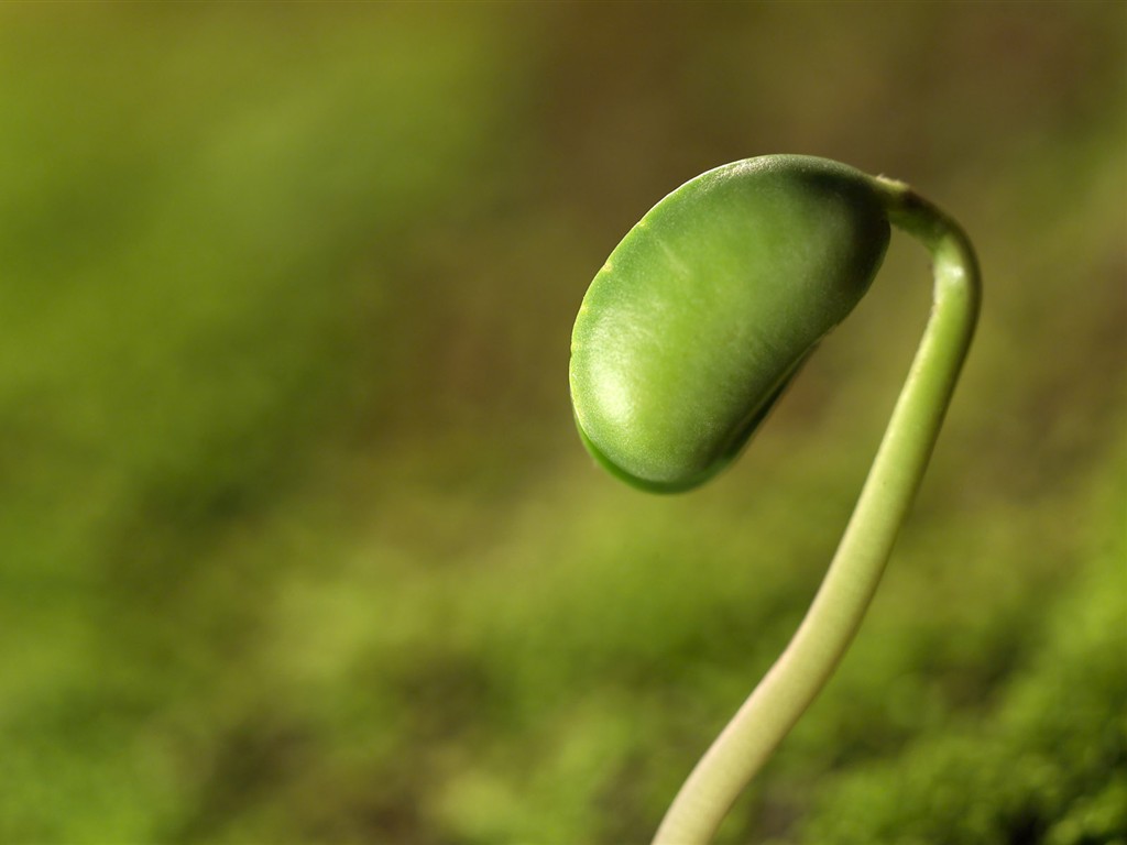 las plantas brotan las hojas fondos de escritorio de alta definición #6 - 1024x768