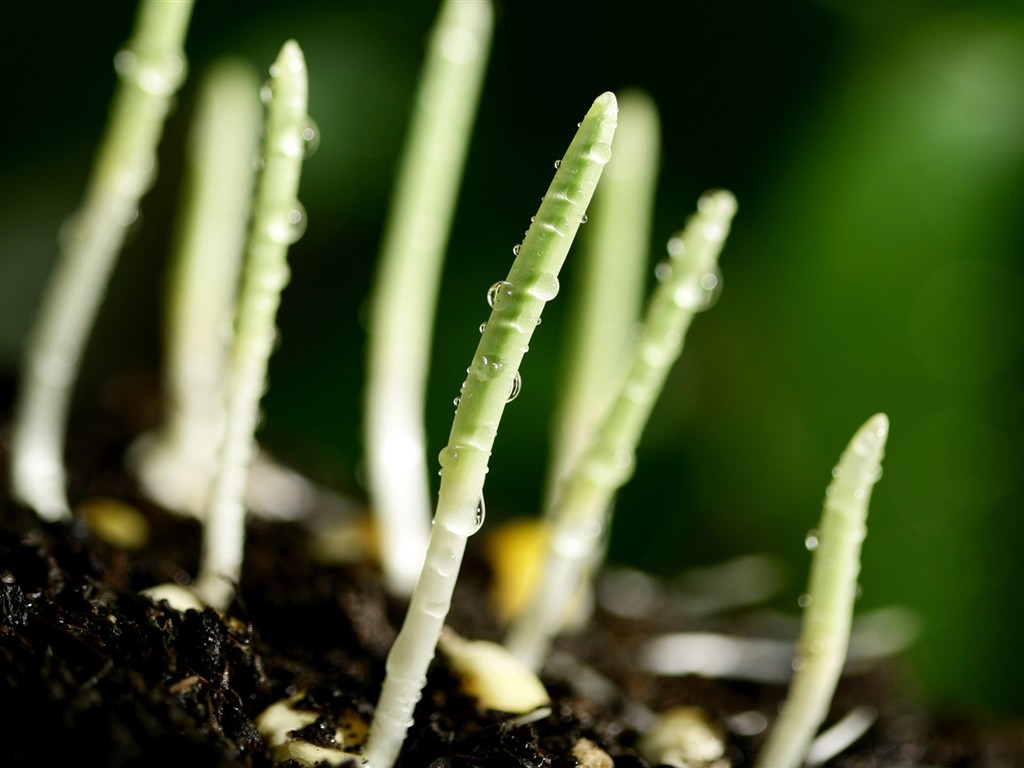 新芽嫩葉高清植物壁紙 #18 - 1024x768