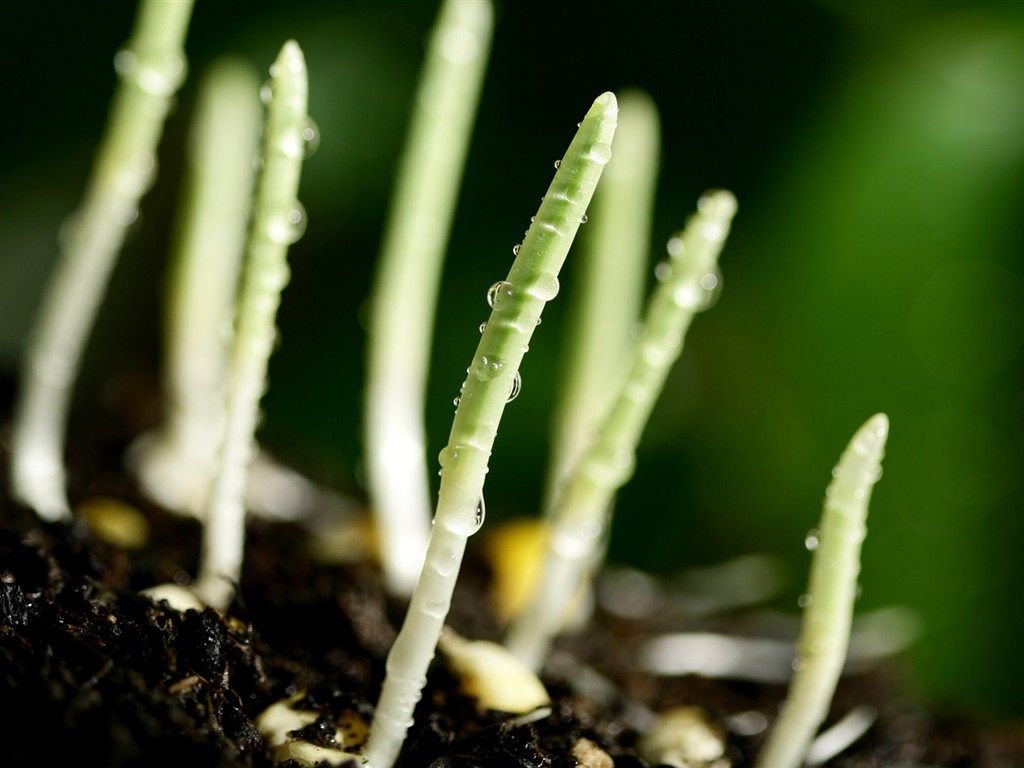 新芽嫩叶高清植物壁纸18 - 1024x768