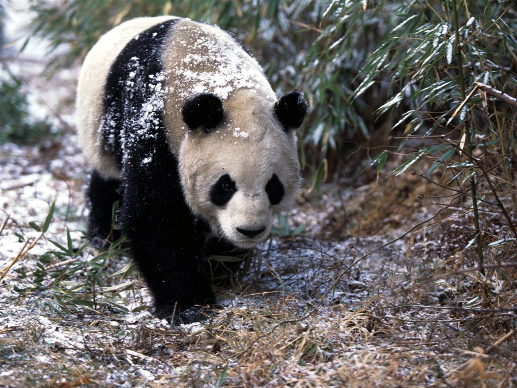 國寶熊貓壁紙專輯 #3 - 1024x768