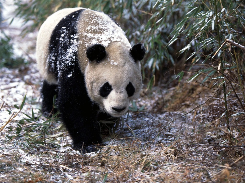 Panda álbum de fondo de pantalla #3 - 1024x768