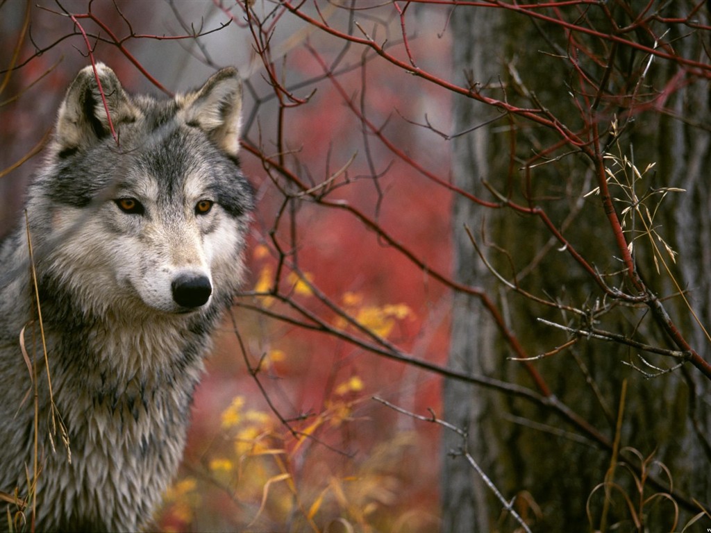 Wolf Album Wallpaper #7 - 1024x768