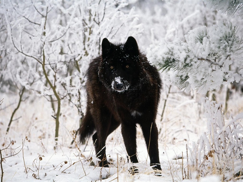 Wolf Wallpaper Album #11 - 1024x768