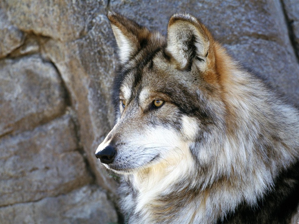 Wolf Wallpaper Album #13 - 1024x768