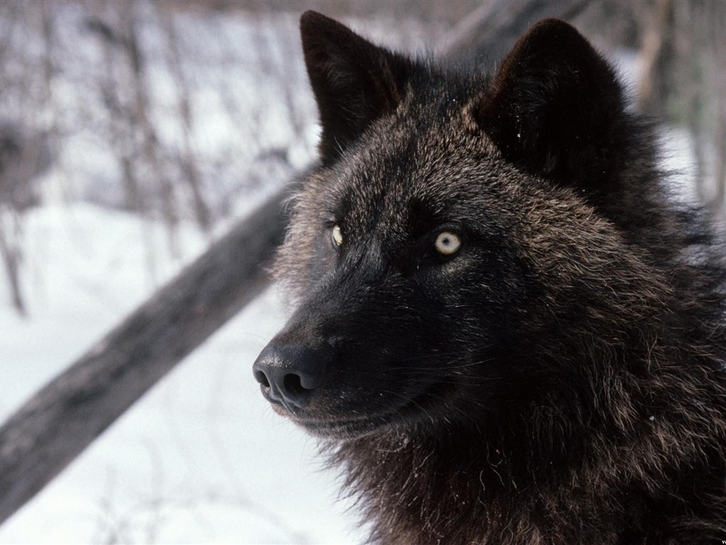 Wolf Wallpaper Album #16 - 1024x768