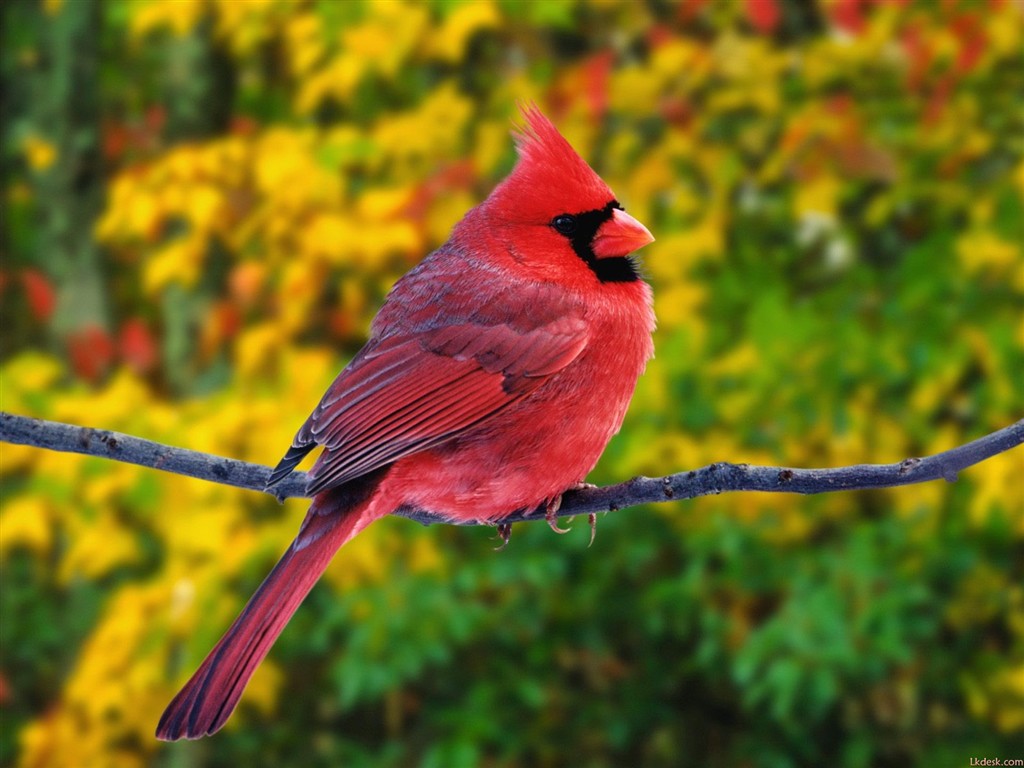 Beau fond d'écran photo d'oiseaux #14 - 1024x768