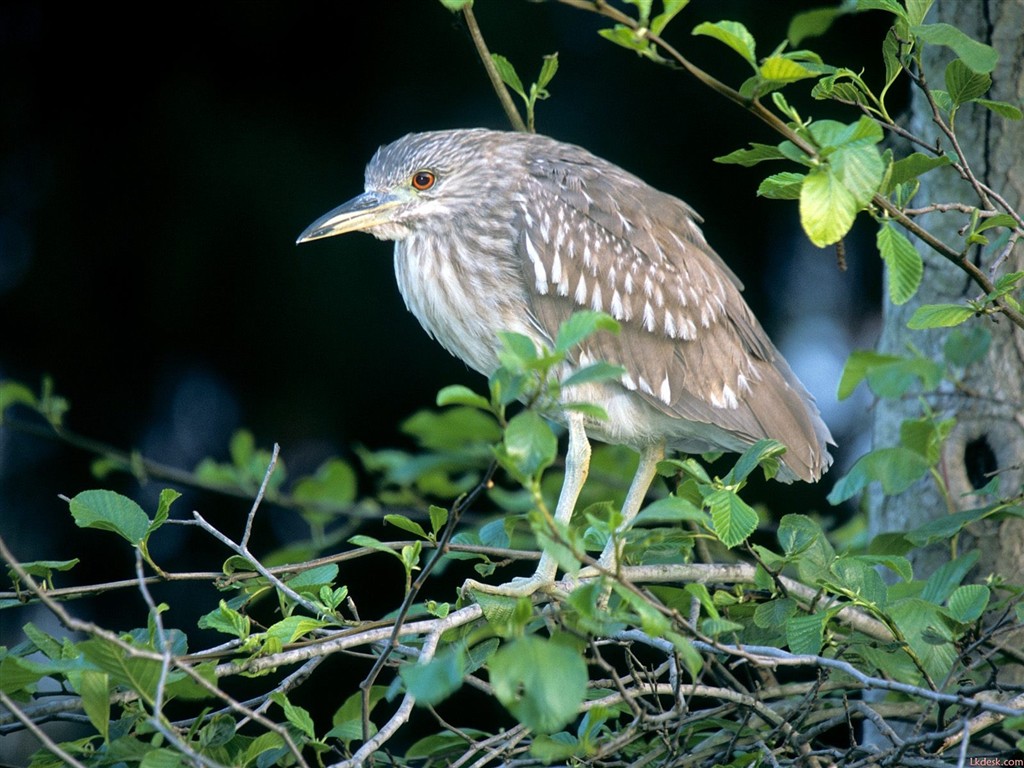 Lovely Vogel Fototapete #17 - 1024x768