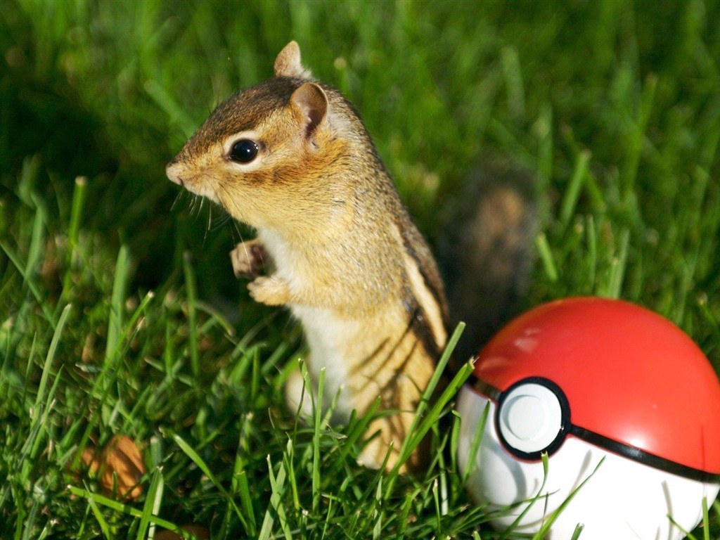 Cute wallpaper chipmunk #10 - 1024x768