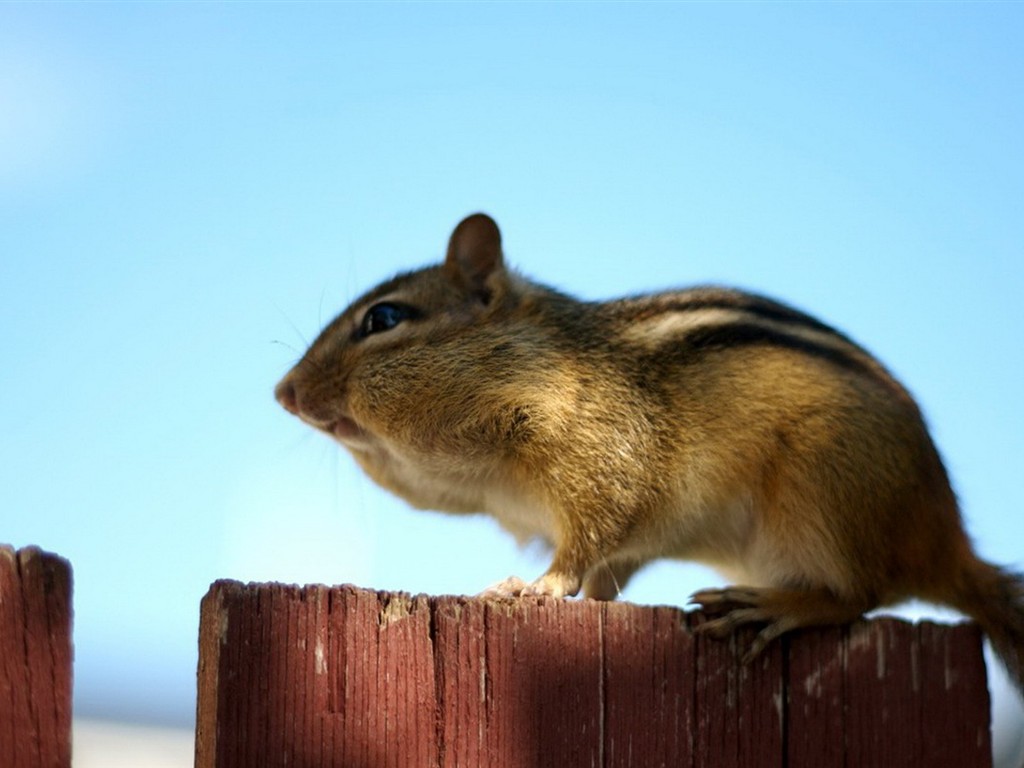 Cute Chipmunk Tapete #12 - 1024x768