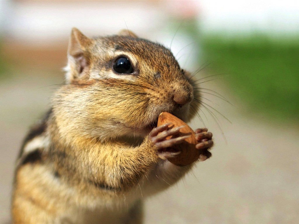 Cute Chipmunk Tapete #15 - 1024x768