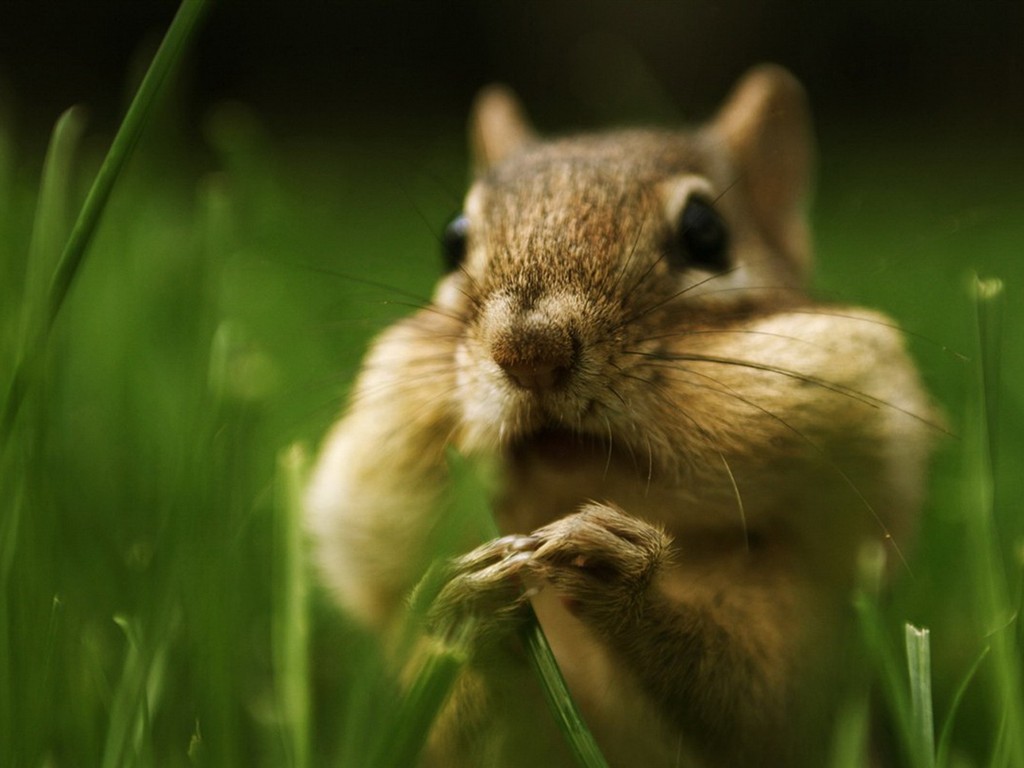 Cute chipmunk wallpaper #16 - 1024x768