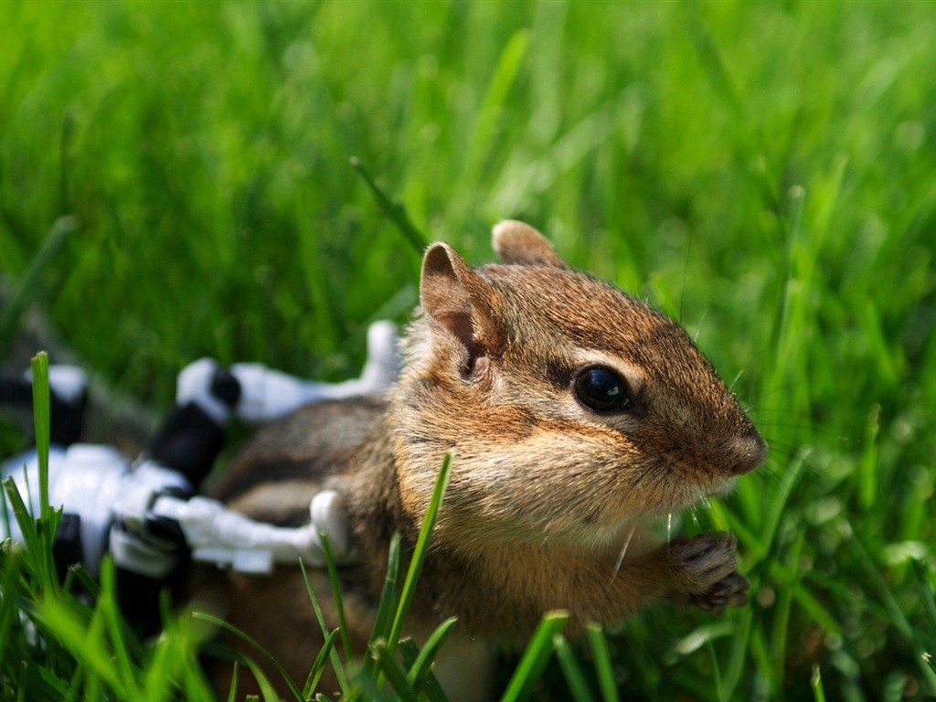 Cute Chipmunk Tapete #17 - 1024x768