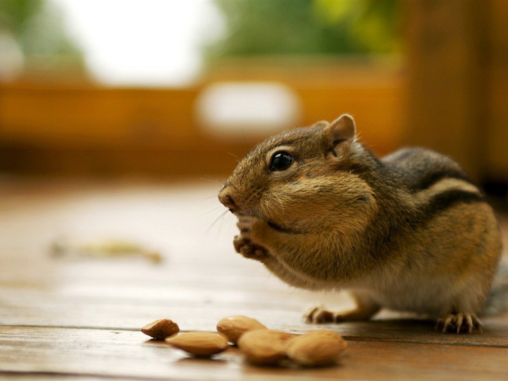 ちっちゃい動物の壁紙 サイズ1024 768 Naver まとめ