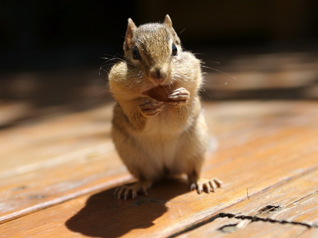 Cute Chipmunk Tapete #21 - 1024x768