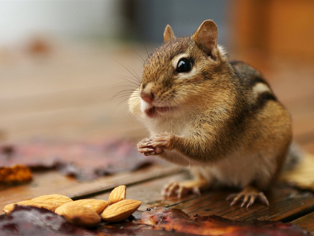 Cute Chipmunk Tapete #22 - 1024x768