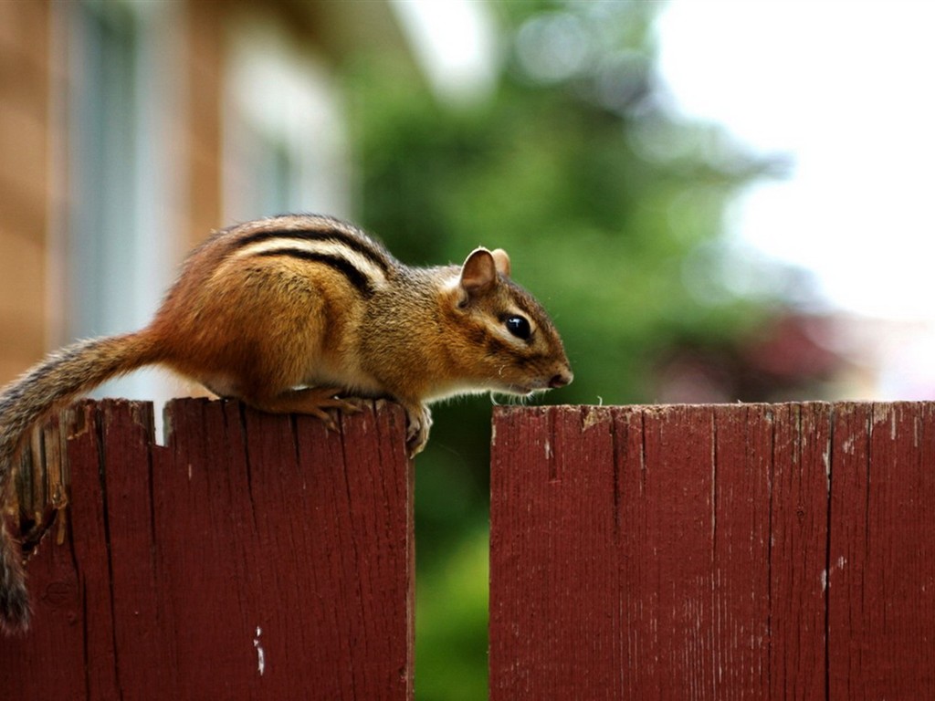 Cute Chipmunk Tapete #24 - 1024x768