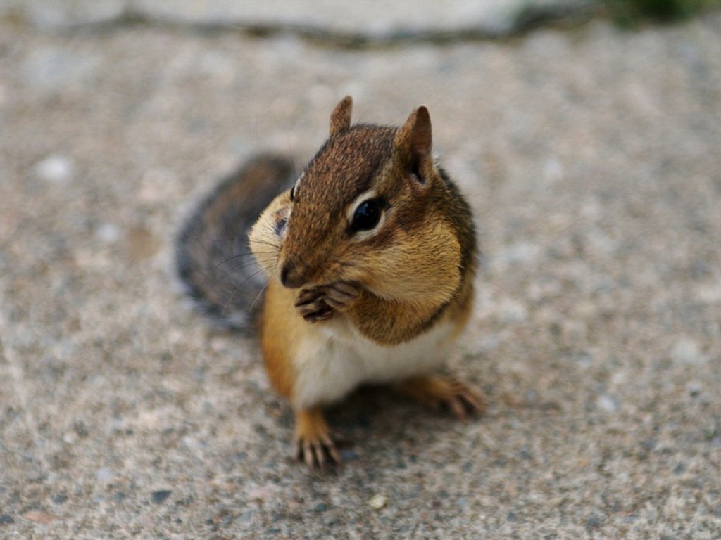 Cute Chipmunk Tapete #25 - 1024x768