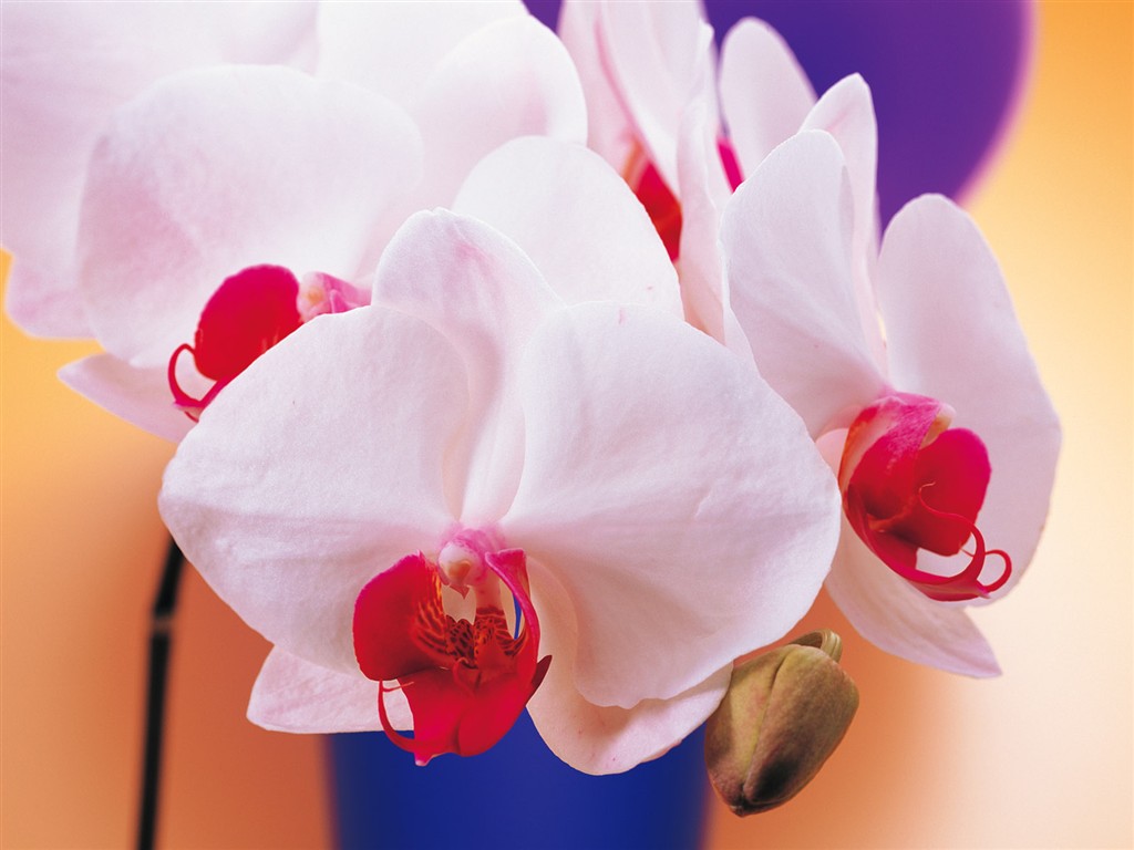 室內鮮花特輯(一) #3 - 1024x768