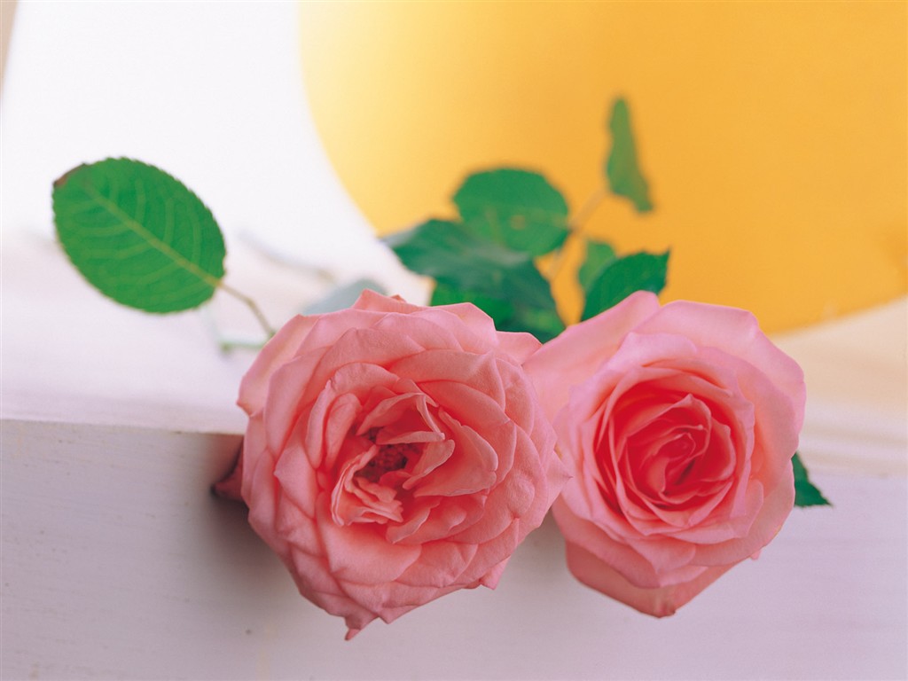 室內鮮花特輯(一) #4 - 1024x768