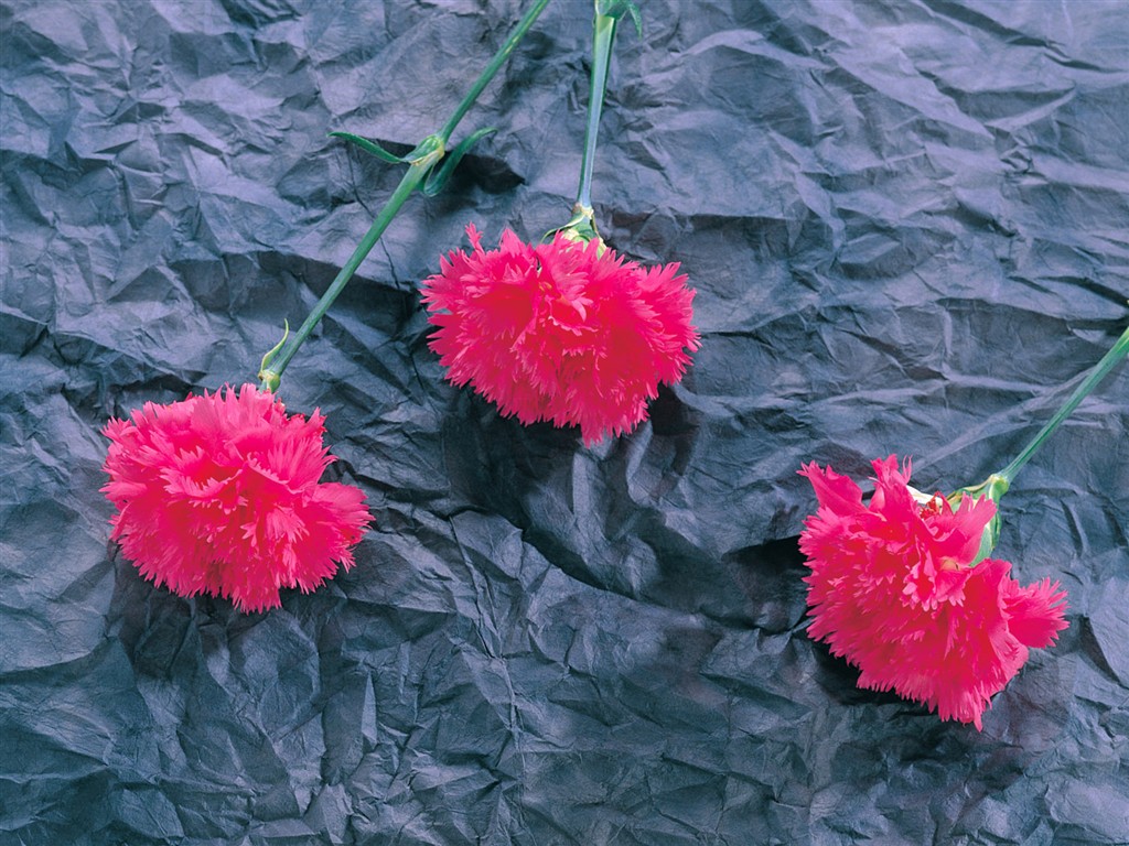 室內鮮花特輯(一) #17 - 1024x768