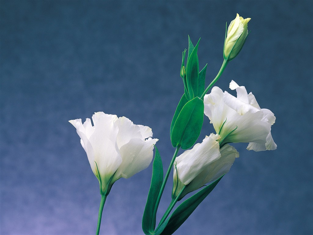 室內鮮花特輯(一) #23 - 1024x768