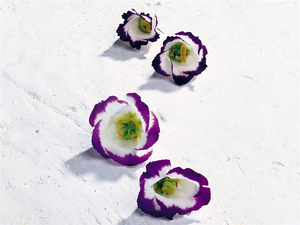 室內鮮花特輯(一) #24 - 1024x768