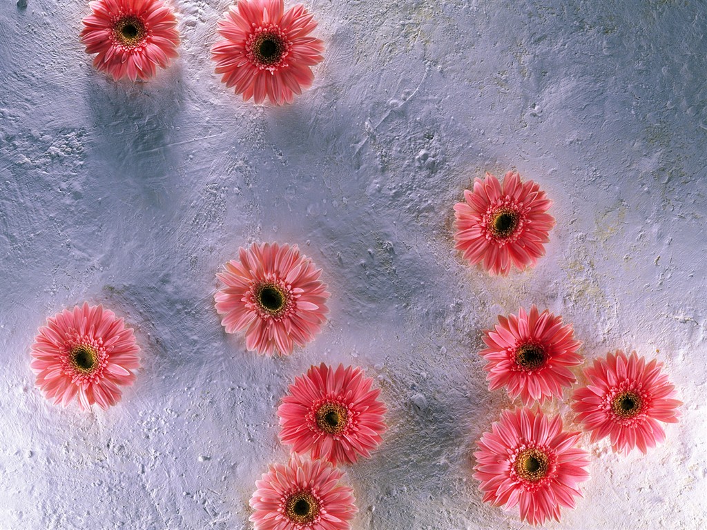 Fond d'écran de fleurs d'intérieur (1) #25 - 1024x768