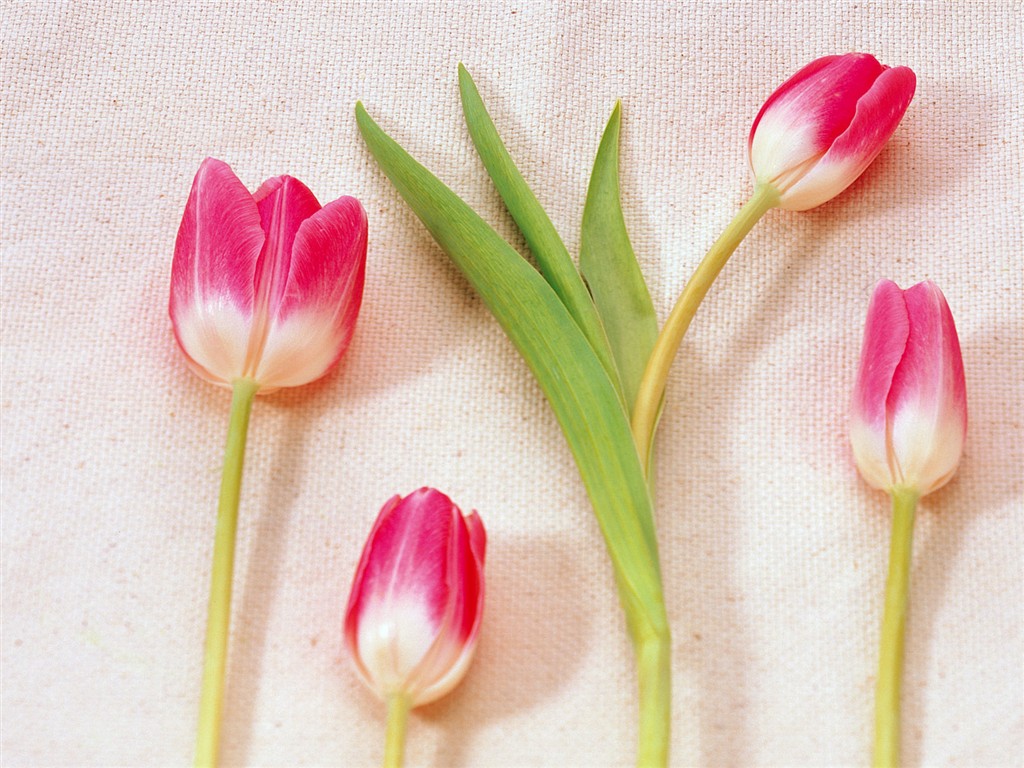 室內鮮花特輯(一) #29 - 1024x768
