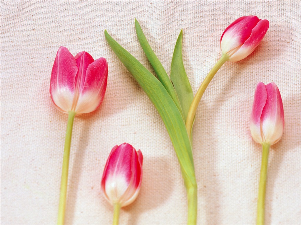 Fond d'écran de fleurs d'intérieur (1) #29 - 1024x768