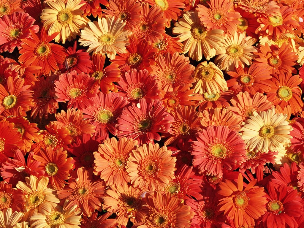 室內鮮花特輯(二) #10 - 1024x768