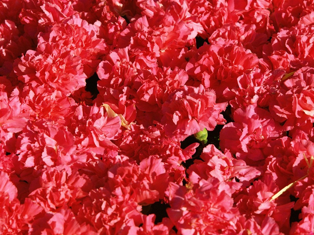 室內鮮花特輯(二) #17 - 1024x768