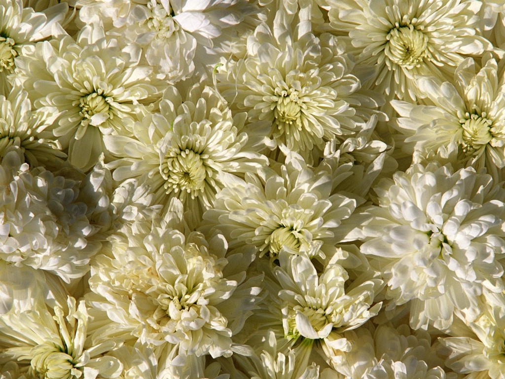室內鮮花特輯(二) #34 - 1024x768