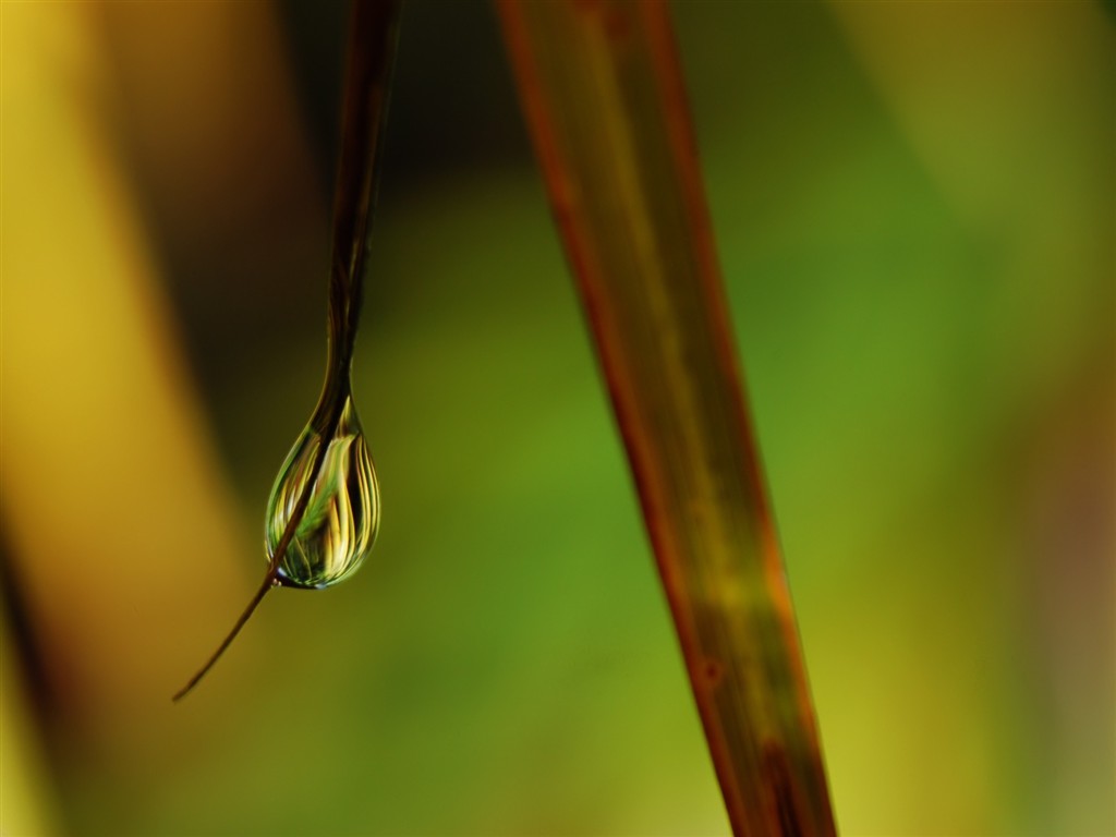  Vistaの植物の壁紙(6) #23 - 1024x768