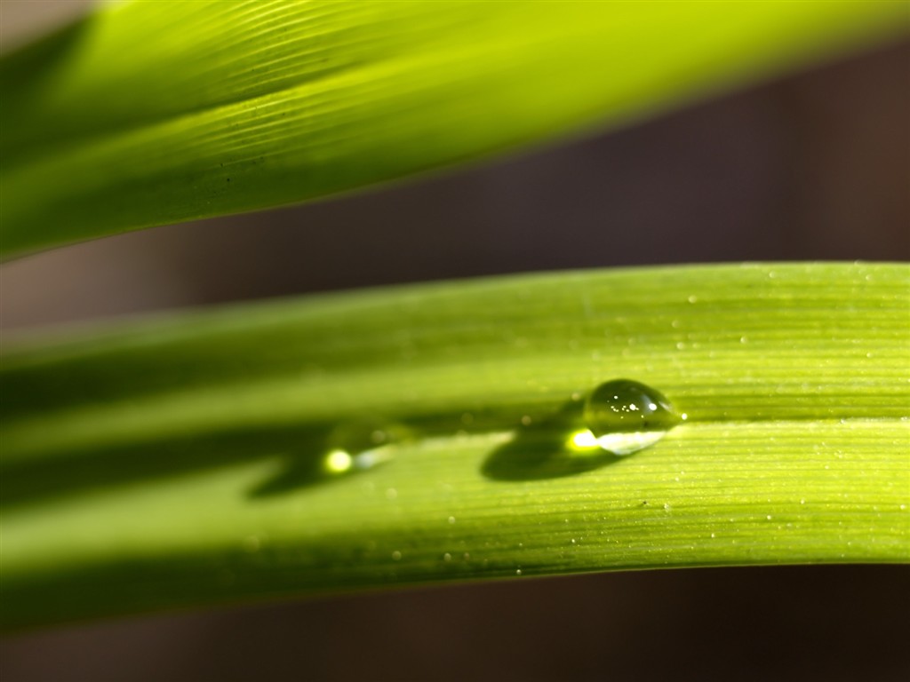  Vistaの植物の壁紙(6) #29 - 1024x768