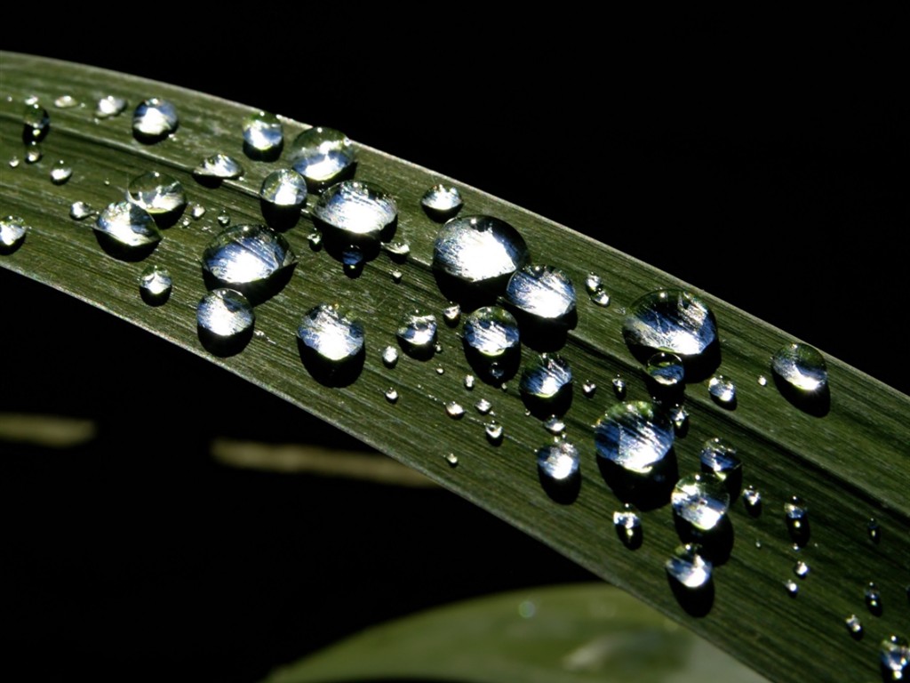  Vistaの植物の壁紙(6) #33 - 1024x768