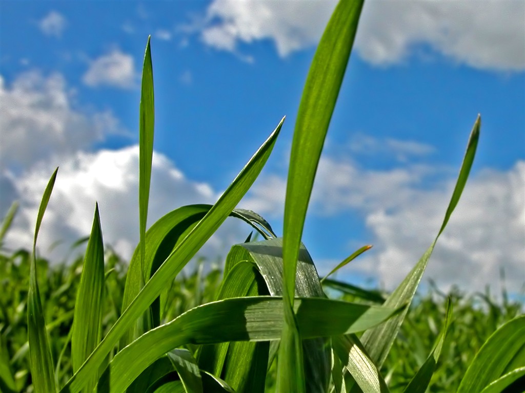 Vista Plant wallpaper (6) #35 - 1024x768