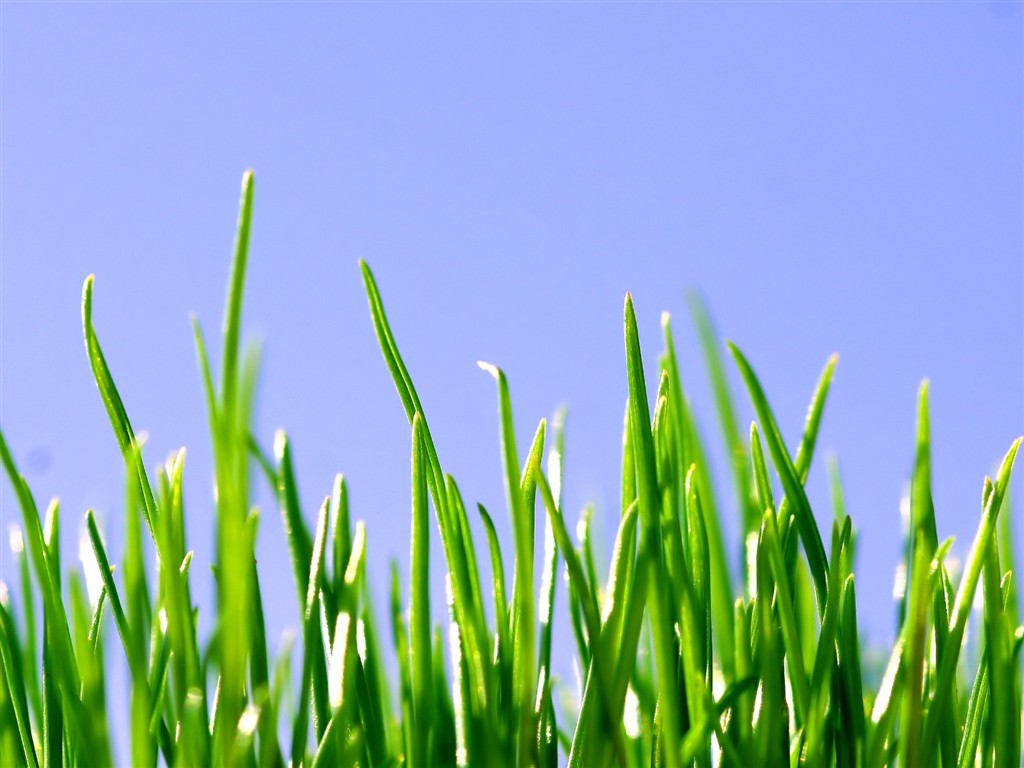 Vista Plant wallpaper (5) #3 - 1024x768