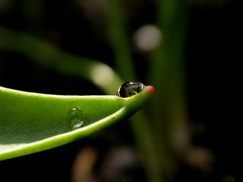 Vista 植物壁纸(五)15 - 1024x768